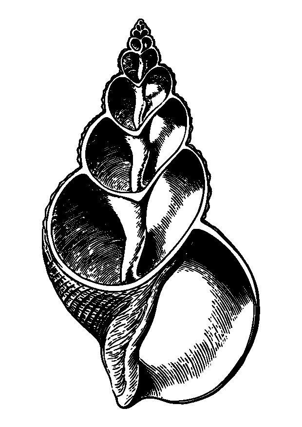 Dibujo para colorear secciA³n de concha