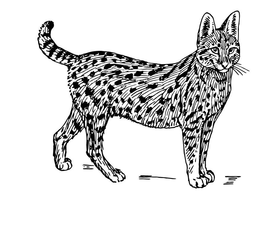 Dibujo para colorear serval