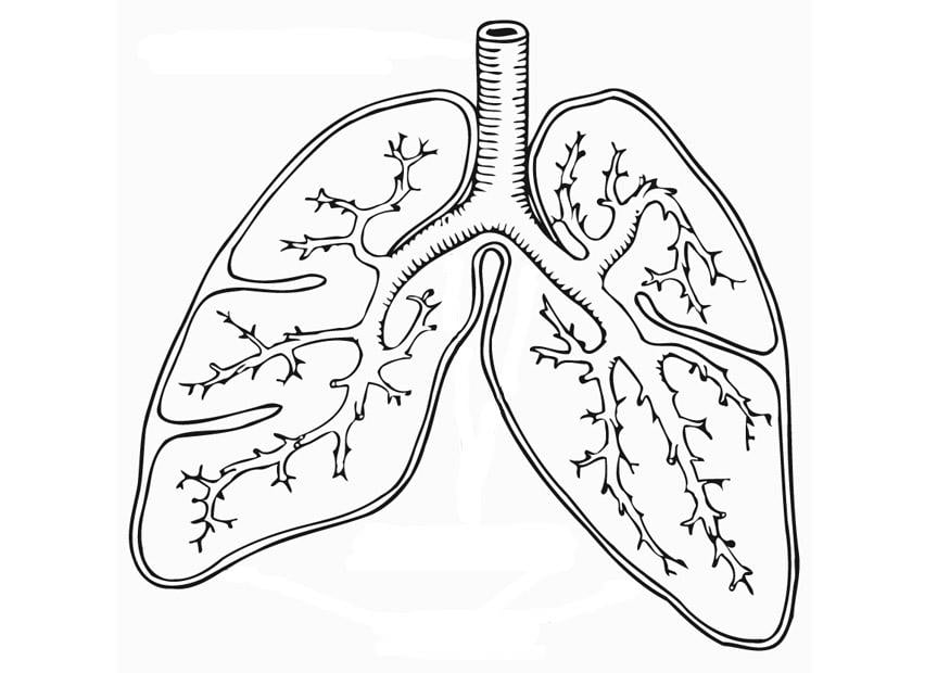 Dibujo para colorear sistema respiratorio