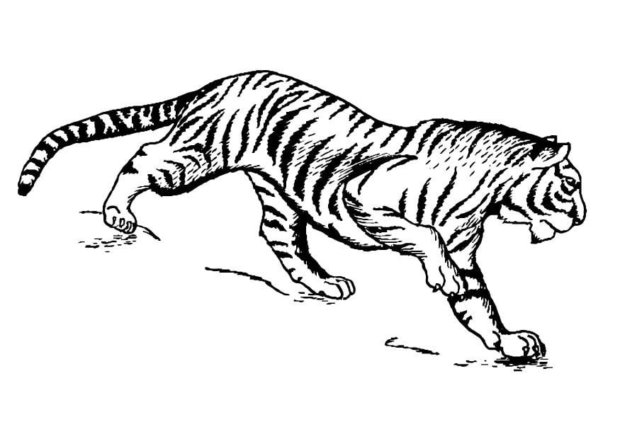Dibujo para colorear tigre