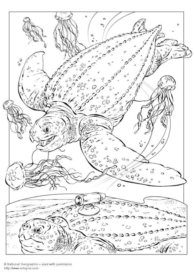 Dibujo para colorear tortuga de carey