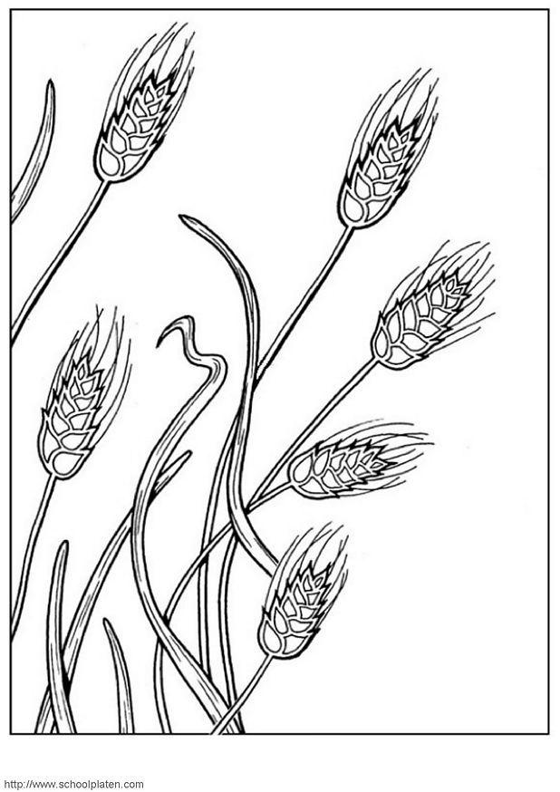 Dibujo para colorear trigo