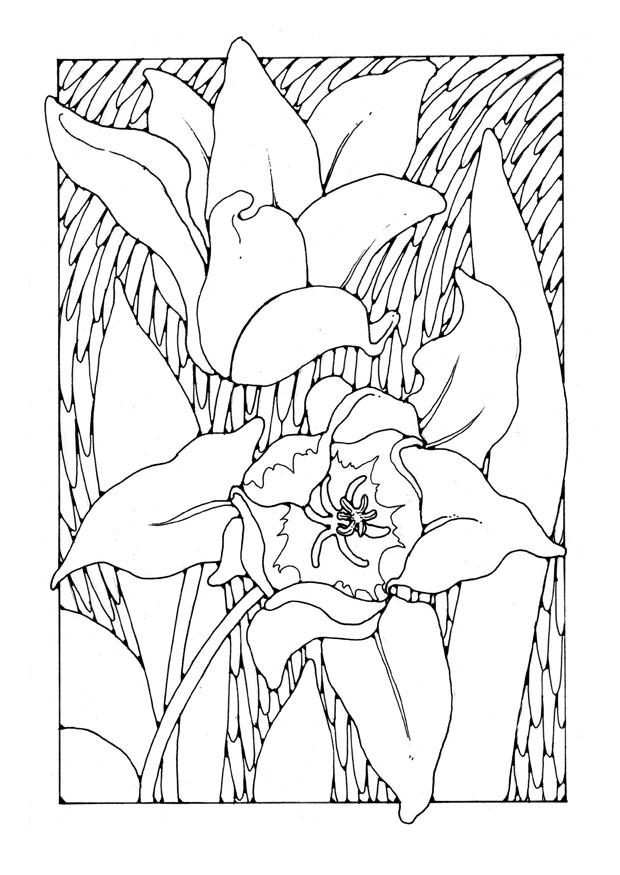 Dibujo para colorear tulipanes