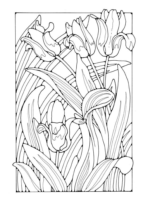 Dibujo para colorear tulipanes