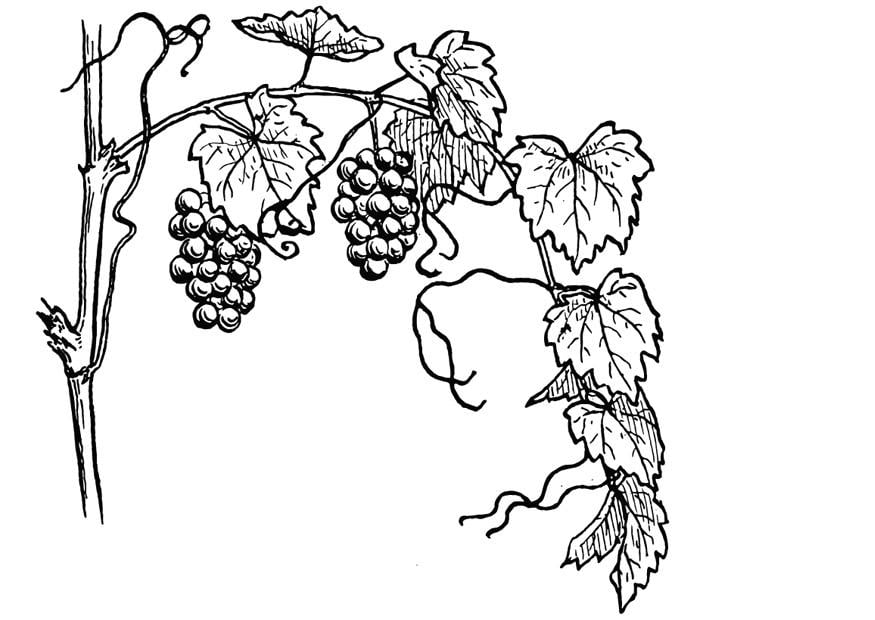 Dibujo para colorear vina