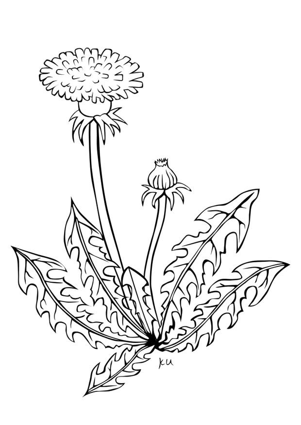 diente de leA³n Dibujo para colorear diente de leA³n