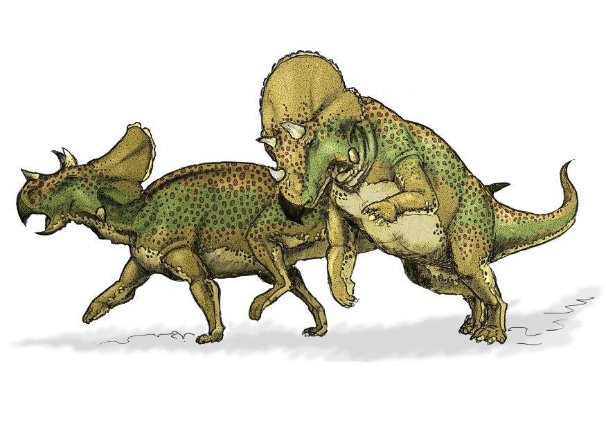 dinosaurio avaceratops Imagen dinosaurio avaceratops