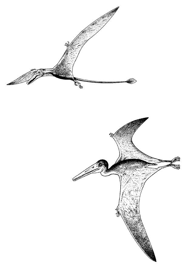 dinosaurios voladores Dibujo para colorear dinosaurios voladores