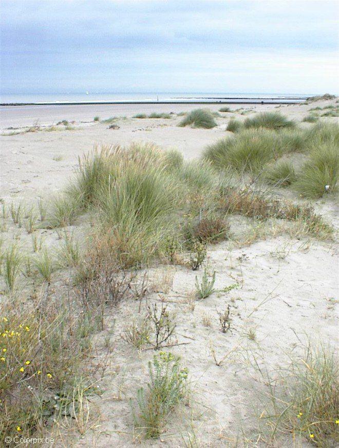 dunas Foto dunas