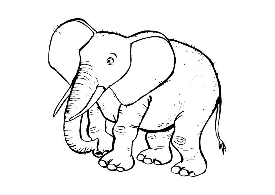 elefante Dibujo para colorear elefante