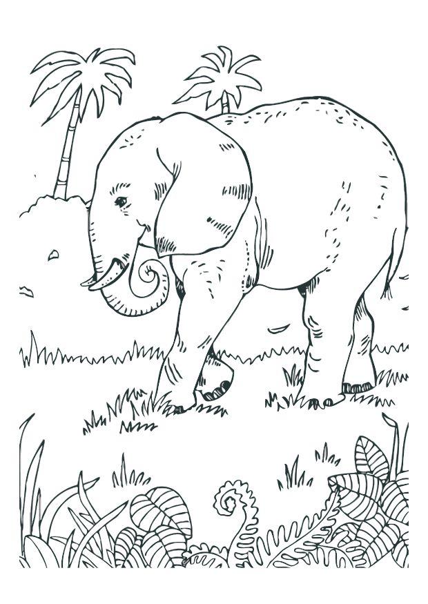 elefante Dibujo para colorear elefante
