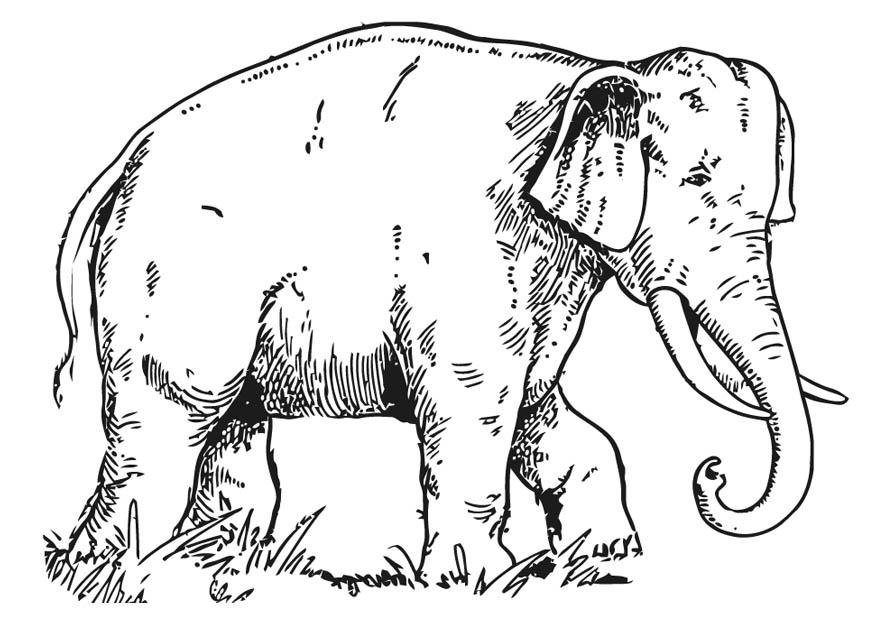 elefante Dibujo para colorear elefante