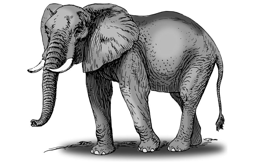 elefante Imagen elefante