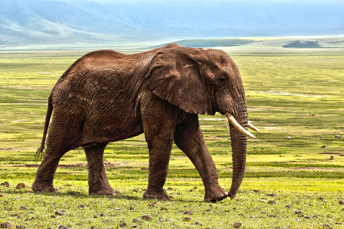 elefante Foto elefante