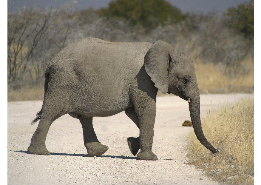 elefante Foto elefante