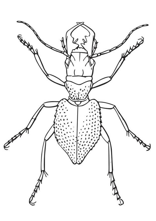 escarabajo Dibujo para colorear escarabajo