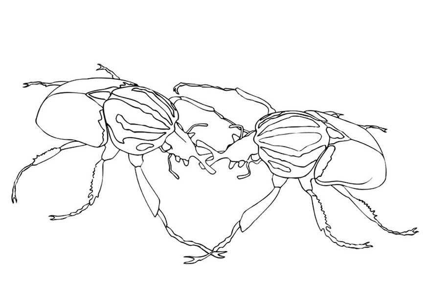 Dibujo para colorear escarabajos luchando