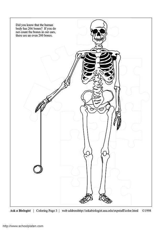 esqueleto Dibujo para colorear esqueleto