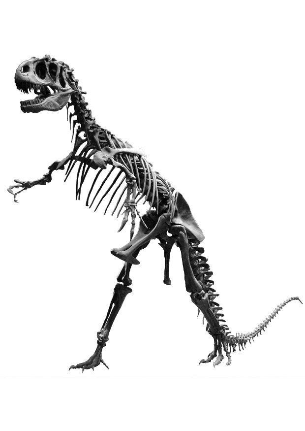 esqueleto de allosaurus Foto esqueleto de allosaurus