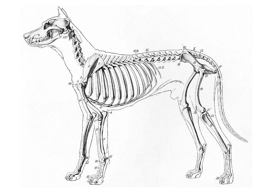 esqueleto de perro Dibujo para colorear esqueleto de perro