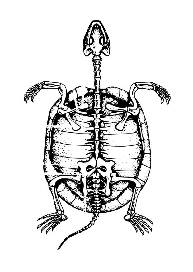 esqueleto de tortuga Dibujo para colorear esqueleto de tortuga