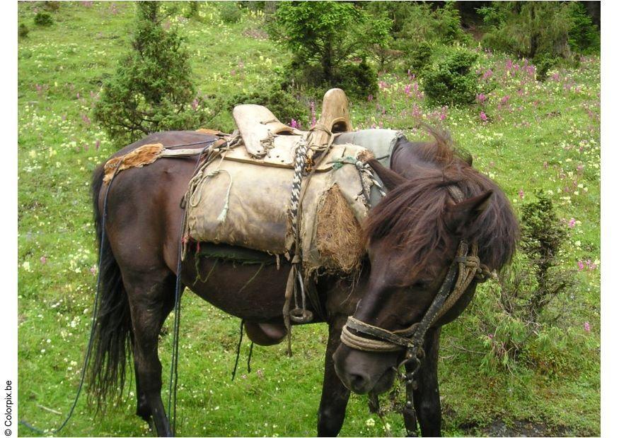 excursiA³n a caballo Foto excursiA³n a caballo