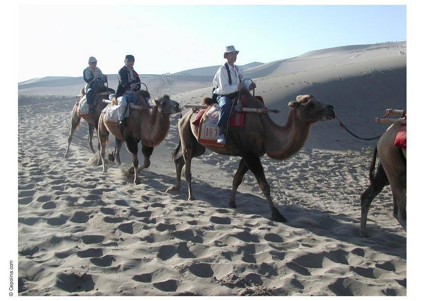 excursiA³n en el desierto con camellos Foto excursiA³n en el desierto con camellos