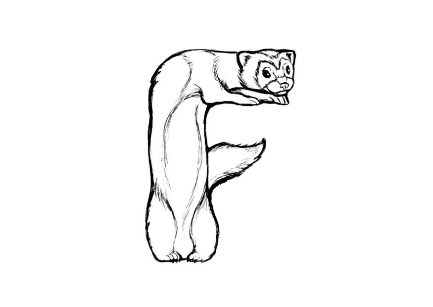 f-ferret Dibujo para colorear f-ferret