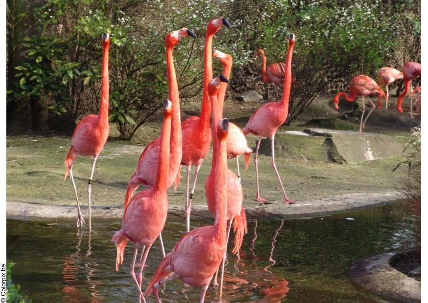 flamencos Foto flamencos