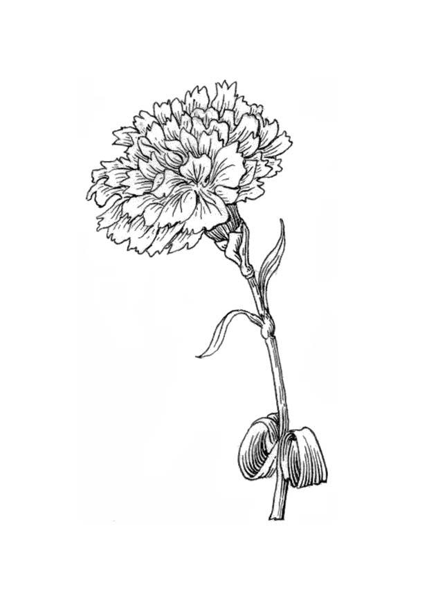 flor - clavel Dibujo para colorear flor - clavel
