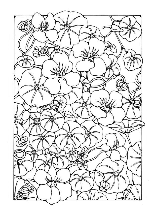 Dibujo para colorear flor de capuchina