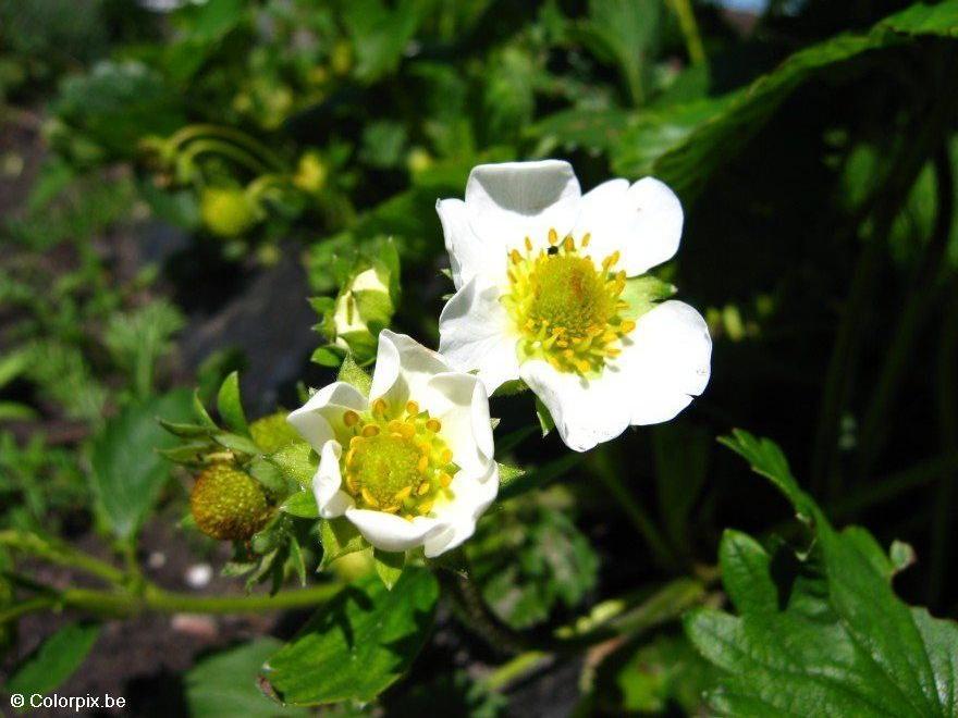 flor de la fresa Foto flor de la fresa