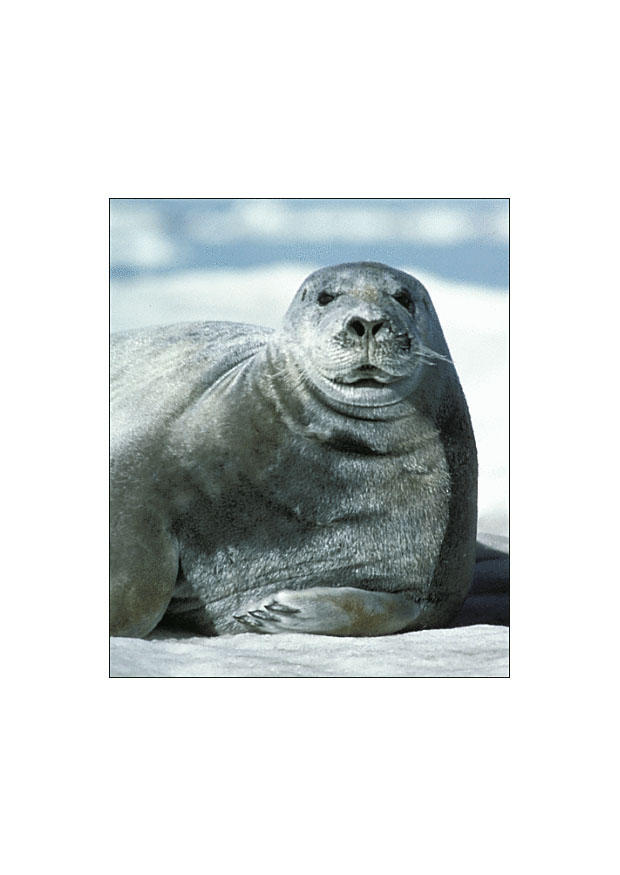 foca barbuda Foto foca barbuda