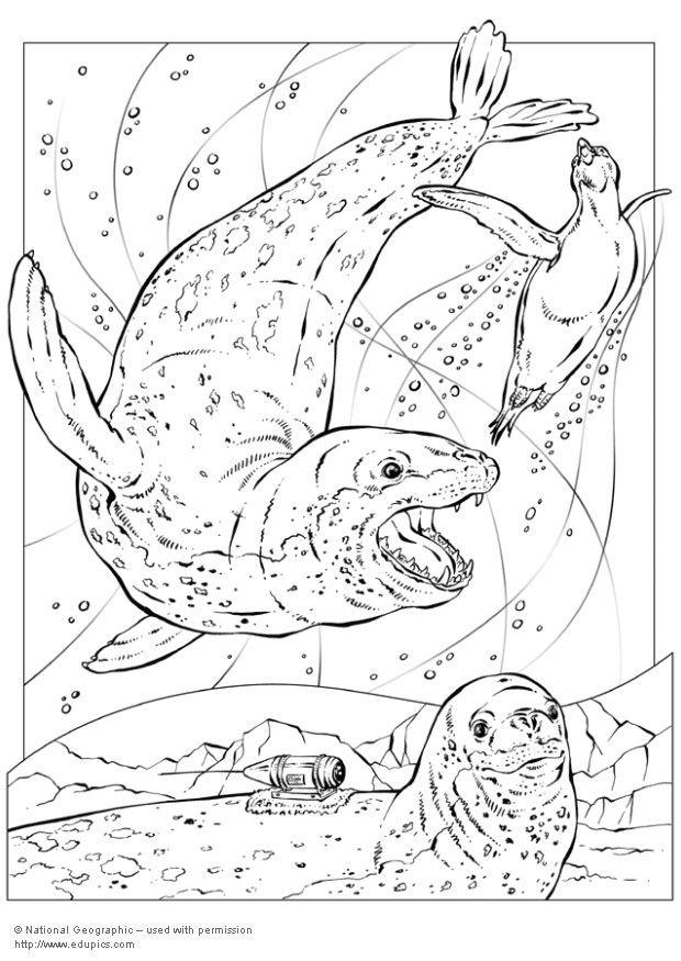 Dibujo para colorear foca leopardo
