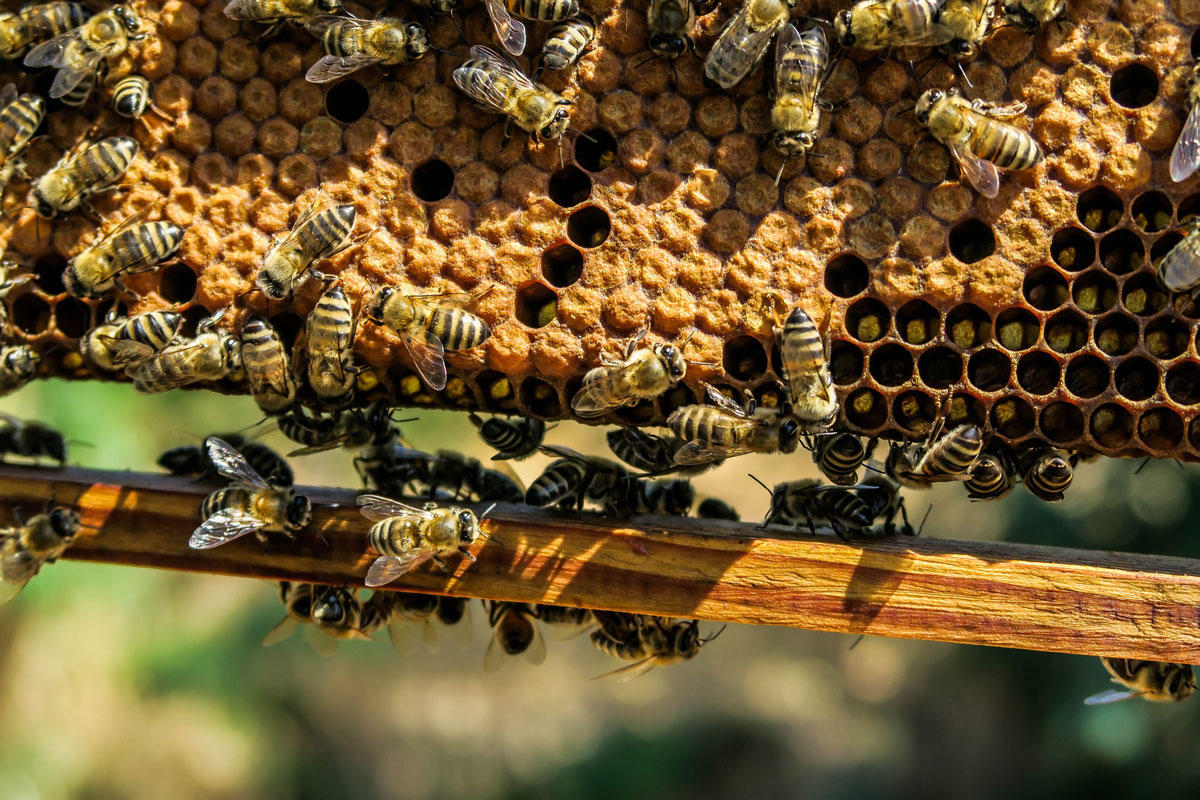 Foto abejas