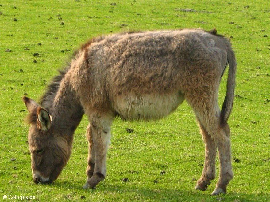 Foto burro