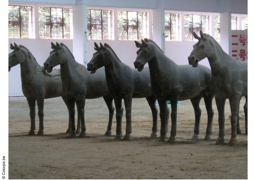 Foto caballos de xian