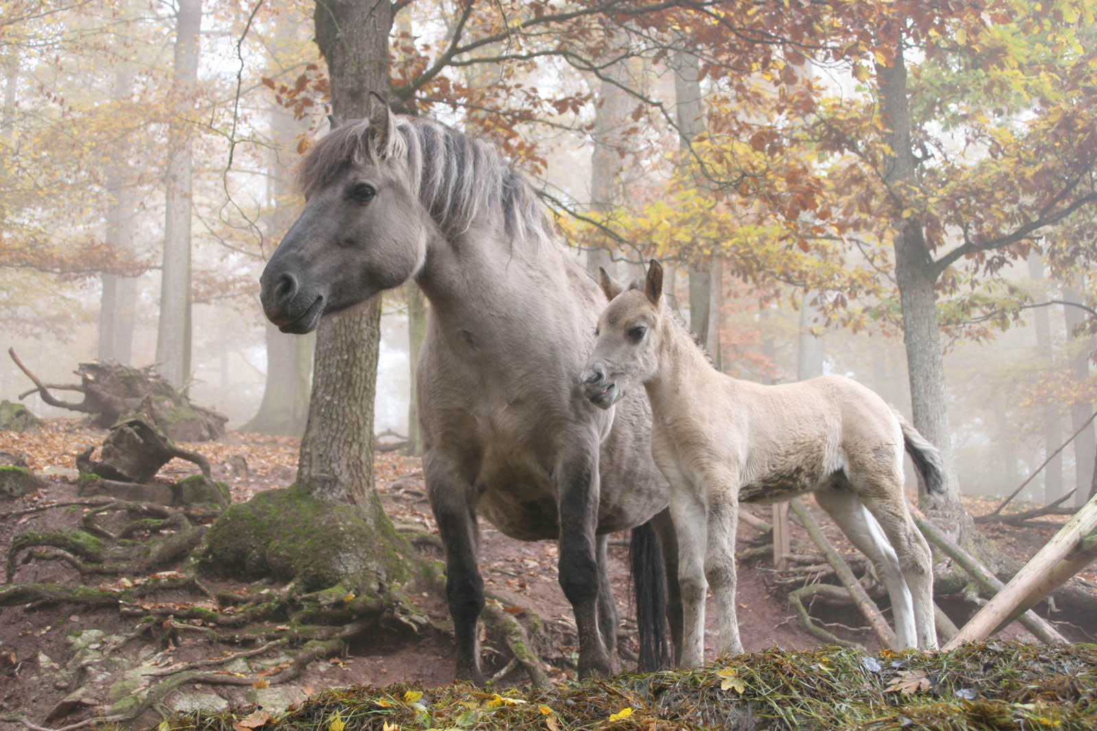 Foto caballos salvajes