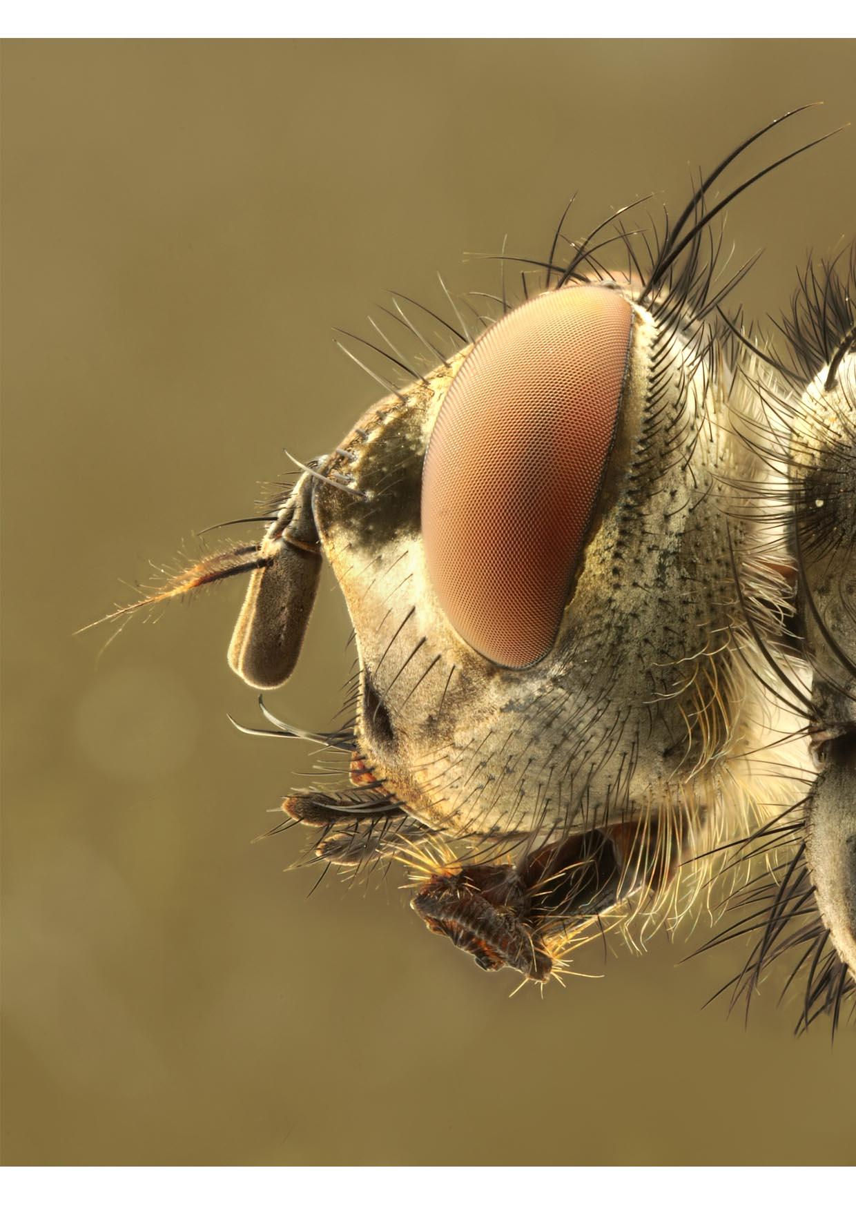 Foto cabeza de una mosca