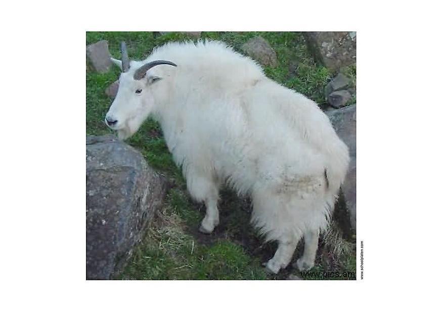 Foto cabra montesa