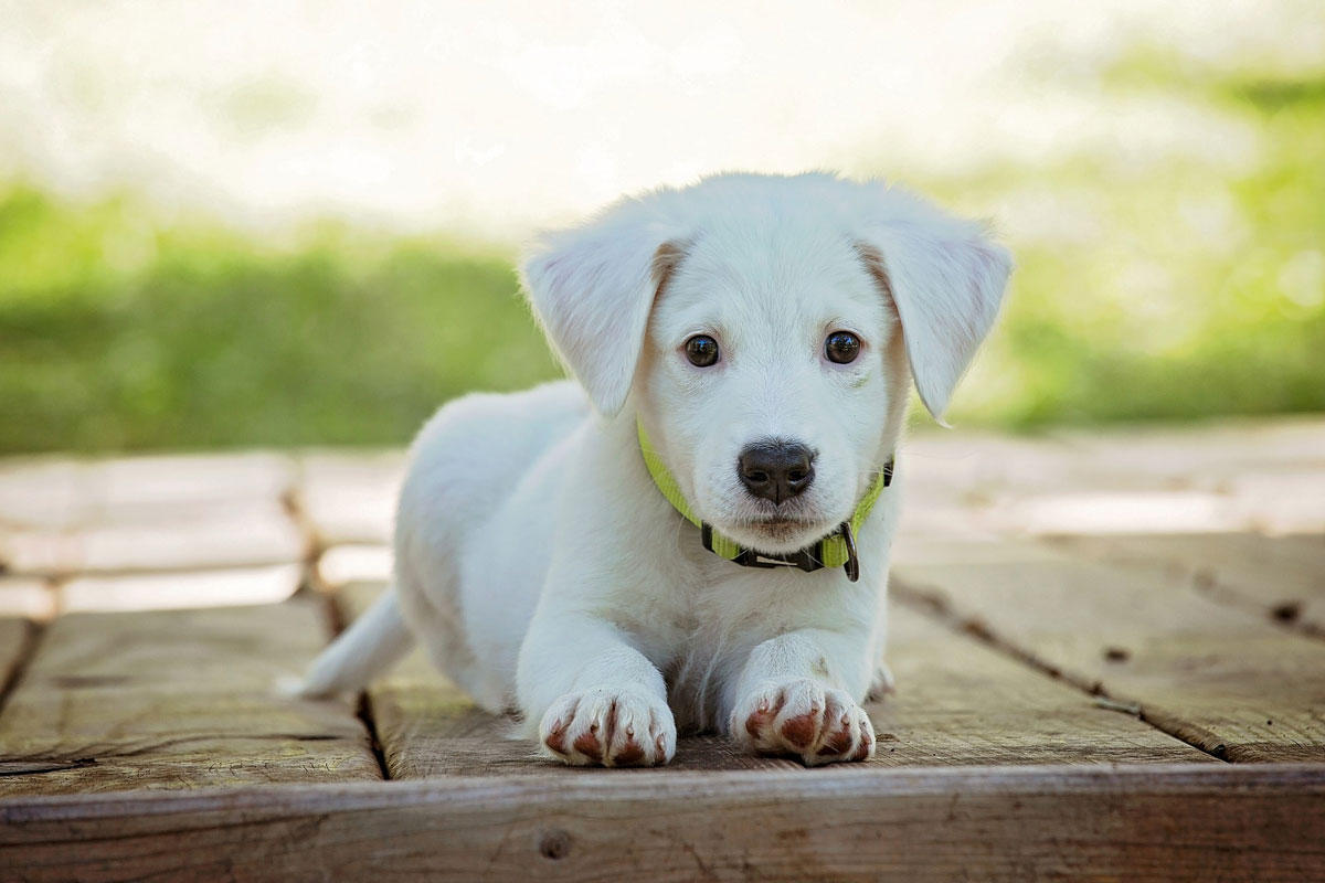 Foto cachorro