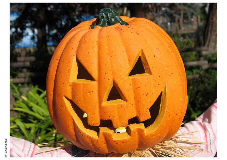 Foto calabaza