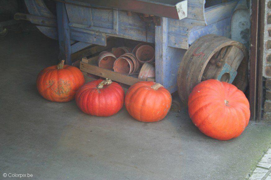 Foto calabazas