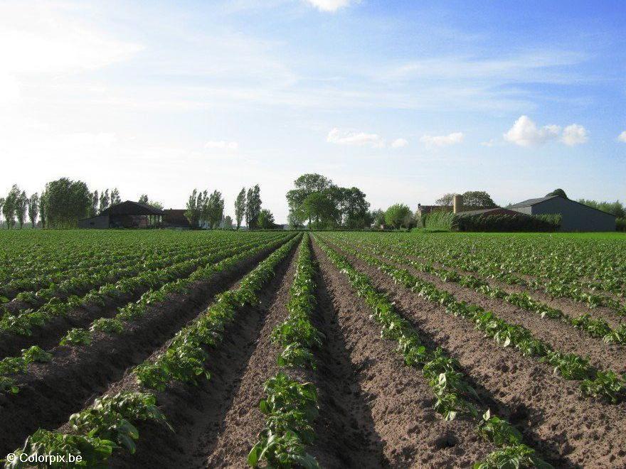 Foto campo