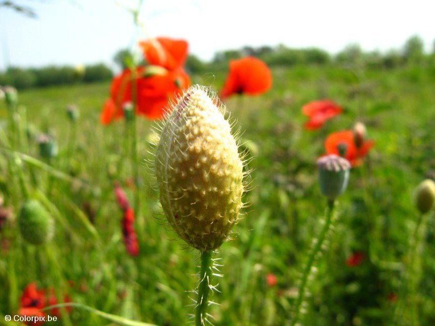Foto capullo de amapola
