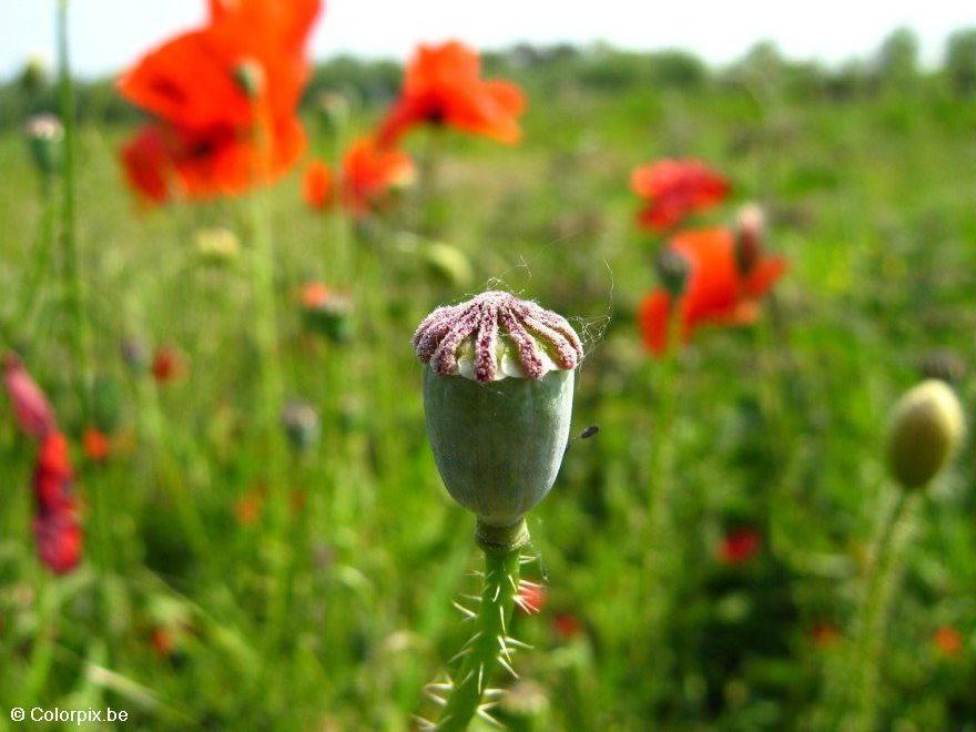 Foto capullo de amapola
