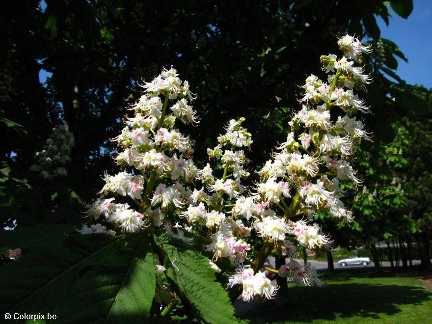Foto castano en flor 2