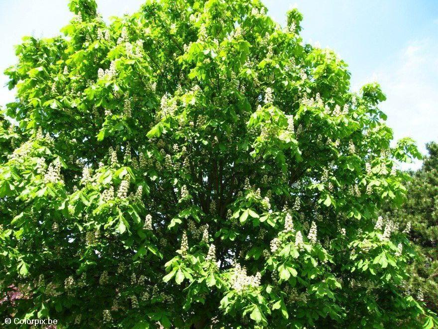 Foto castano en flor