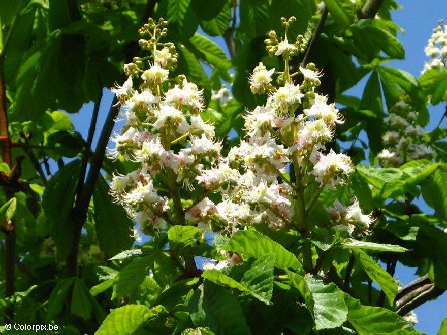 Foto castano en flor