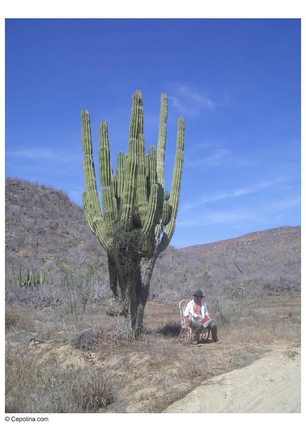 Foto cA¡ctus en el desierto